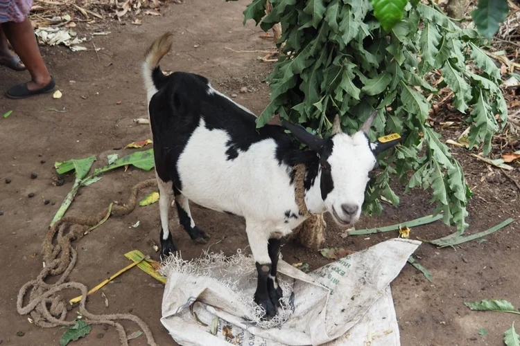 Ziege in Uganda