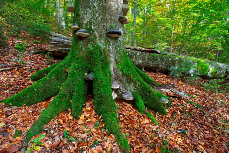 Baum im Wald