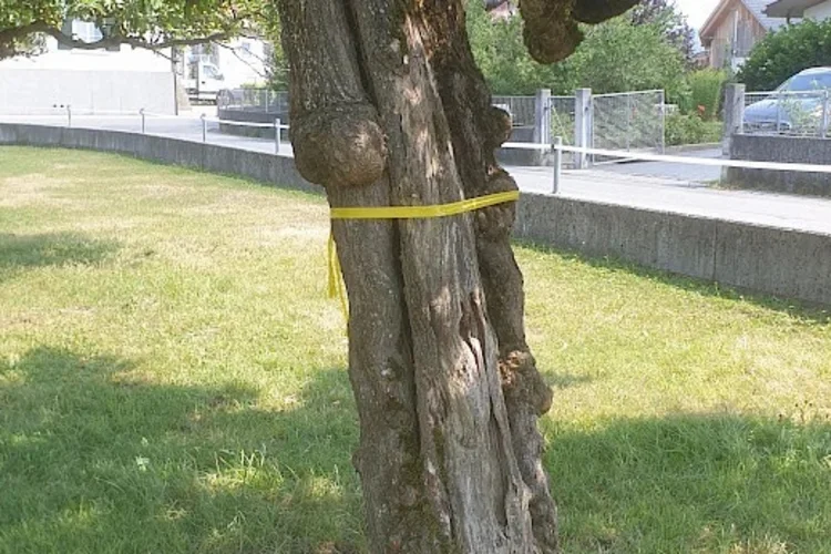 Arbre avec un ruban jaune